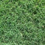 Bermuda Common Turfgrass Variety