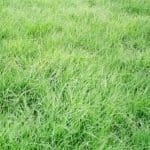 Buffalo Grass Variety