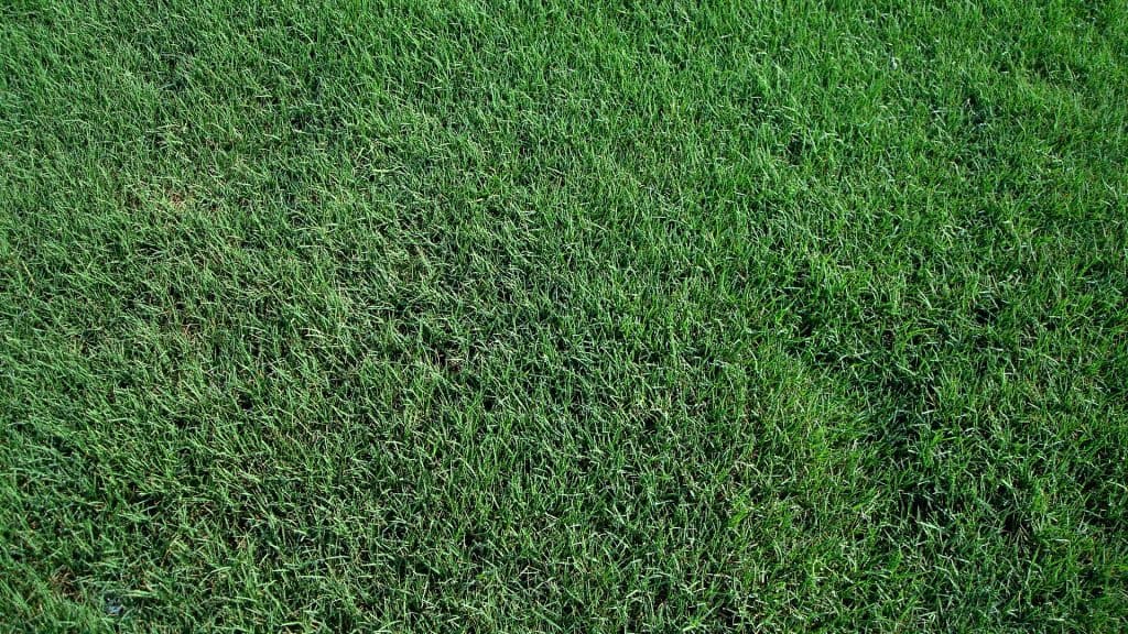 Bermuda Turfgrass