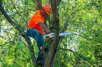 Professional tree services with tree trimming, pruning, removal, stump grinding, and yard cleanup for safer landscapes