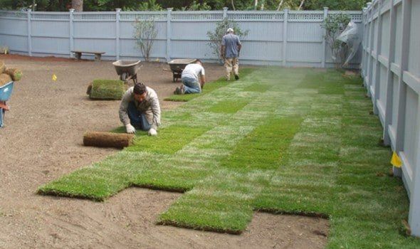 Sod installation with lawn care for a lush green yard, including soil prep, grading, and irrigation setup