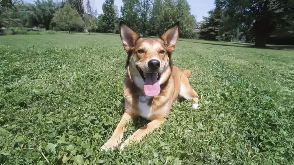 Dog Friendly Landscaping in San Antonio