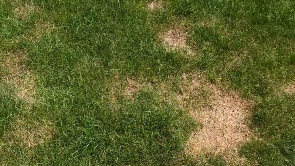 Dry Patches & Circles in a San Antonio Lawn