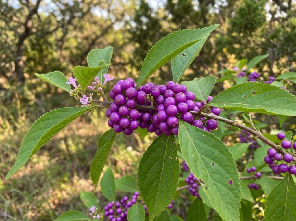 American Beautyberry shrub in a nursery container with arching green stems and lush foliage.