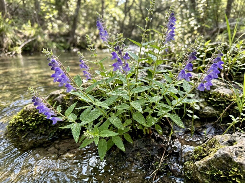 American Skullcap perennial with purple-blue flowers and green foliage in a nursery pot.