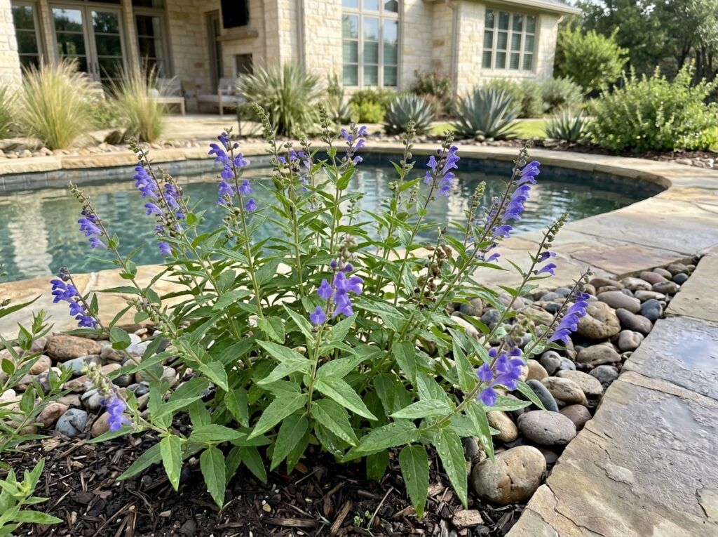 American Skullcap perennial with purple-blue flowers and green foliage in a close-up garden view.