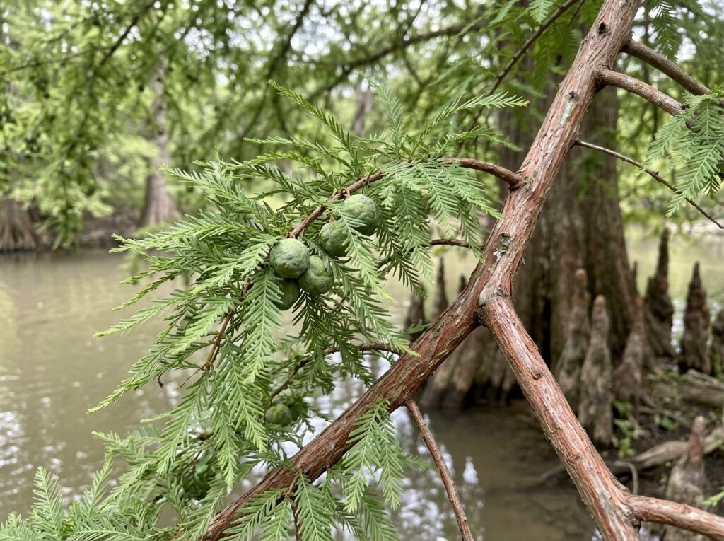 Bald Cypress tree in a black nursery pot, with slender trunk and feathery green needles.