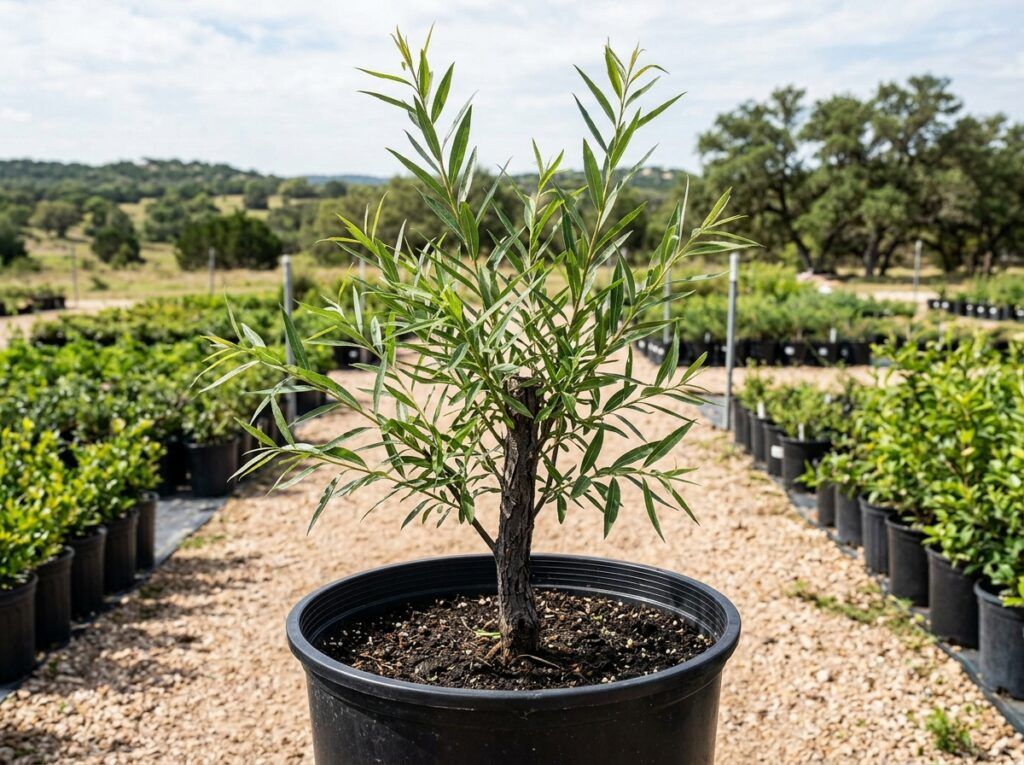 Black Willow tree in a black nursery pot with slender trunk and narrow green leaves.