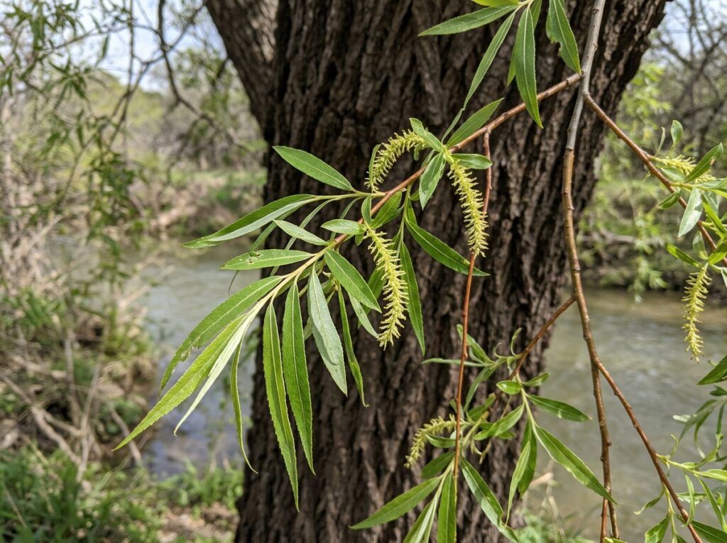 Black Willow tree in a nursery pot with slender trunk and green leaves.