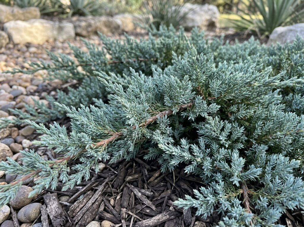 Blue Rug Juniper groundcover shrub with dense, low blue-green foliage spreading in a mound.