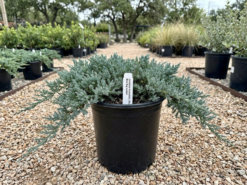 Blue Rug Juniper groundcover shrub with a dense, low spreading mat of silvery-blue foliage in a nursery container.