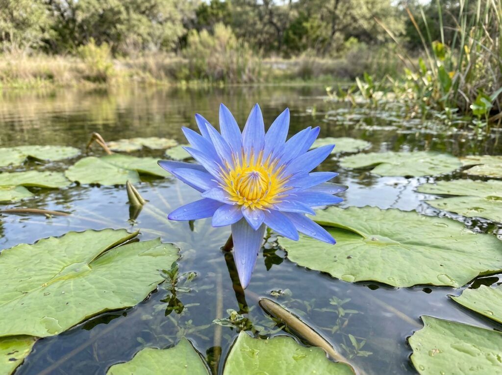 Blue Water Lily aquatic perennial with vivid blue bloom and yellow center floating among green lily pads.