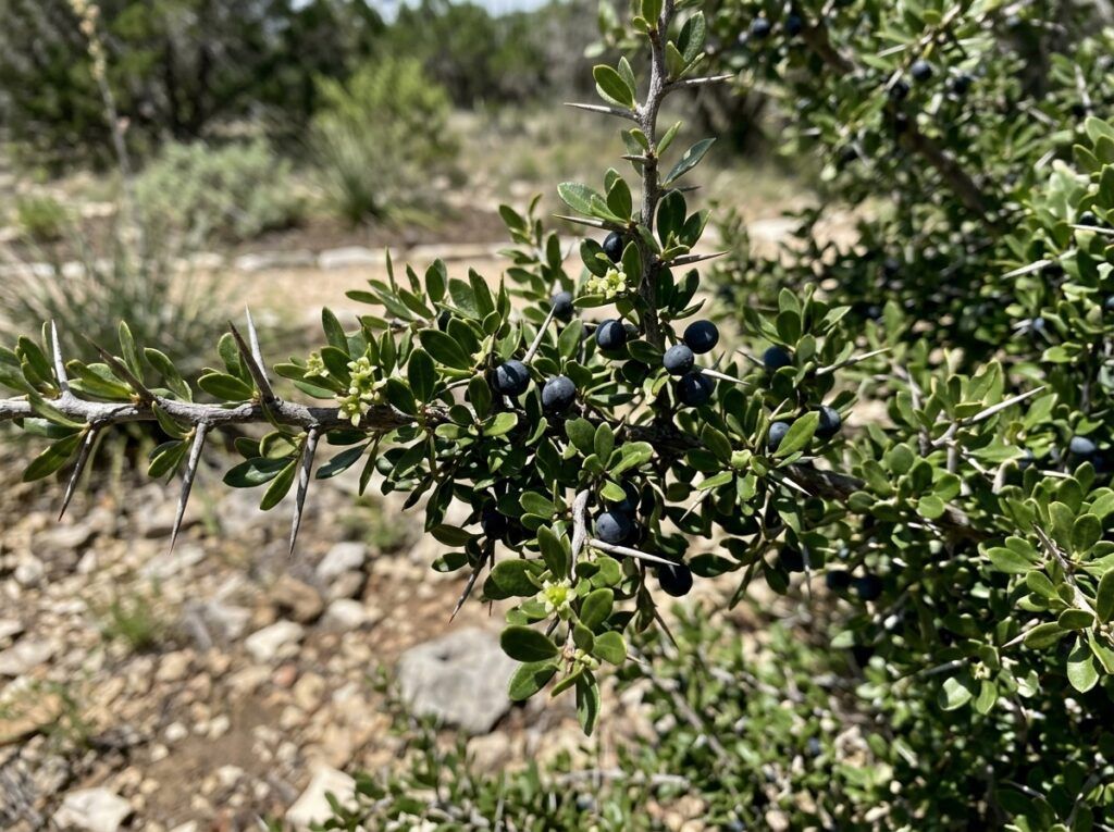 Bluewood Condalia shrub in a black nursery pot with dense green foliage.
