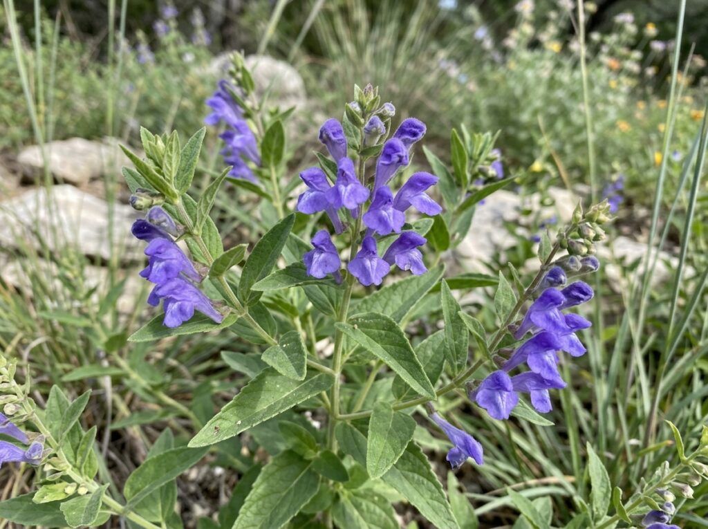 Britton's Skullcap perennial in bloom with purple flowers and green foliage in close-up.
