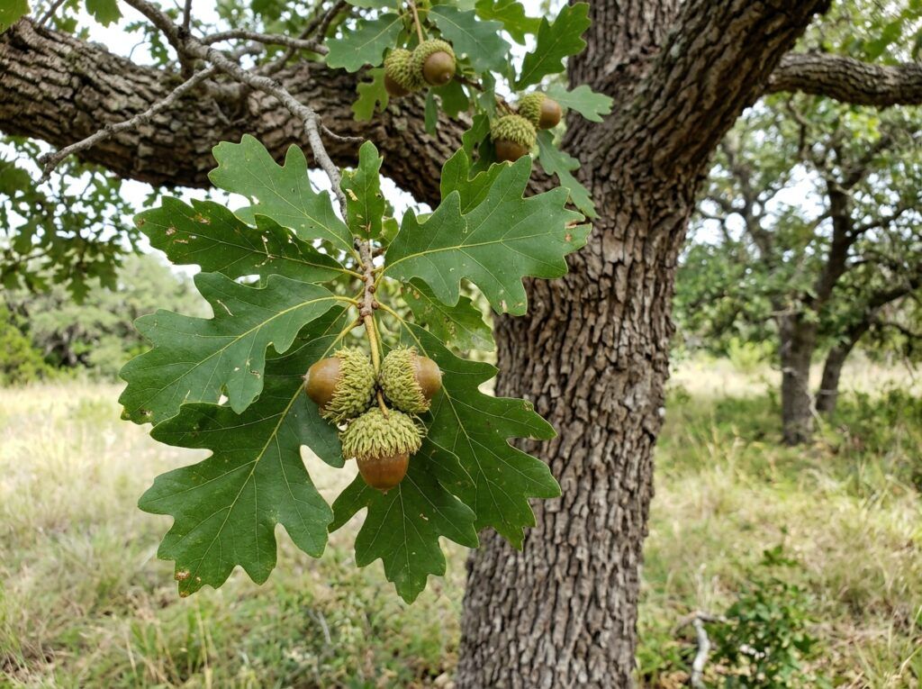 Bur Oak tree in a black nursery container, showing a full canopy of green leaves.