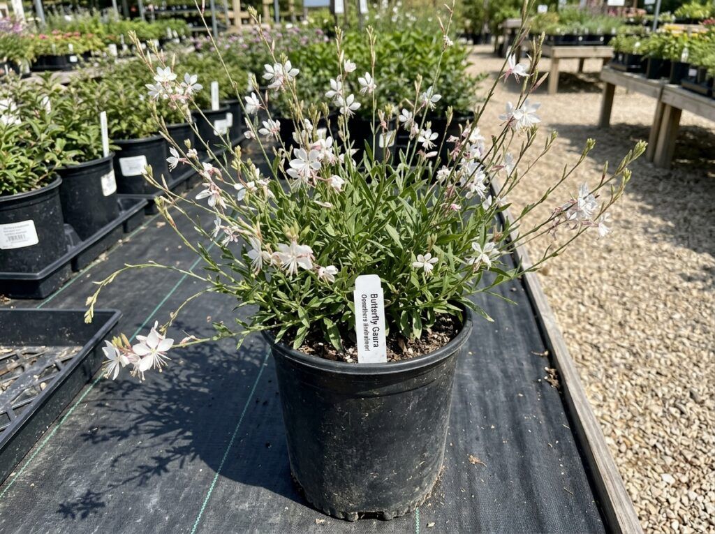 Butterfly Gaura perennial with airy stems and small pink-white blooms in a nursery container.