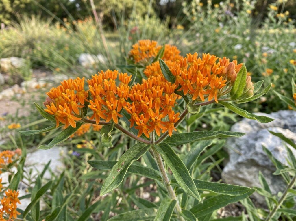 Butterfly Weed perennial with clusters of bright orange flowers and narrow green leaves in bloom.