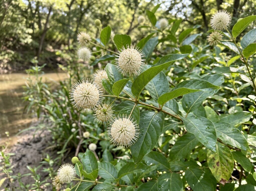 Button Bush shrub in container with glossy green leaves and round white flower clusters.