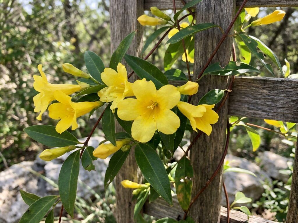 Carolina Jessamine in a nursery pot with glossy green foliage and clusters of yellow trumpet-shaped flowers.
