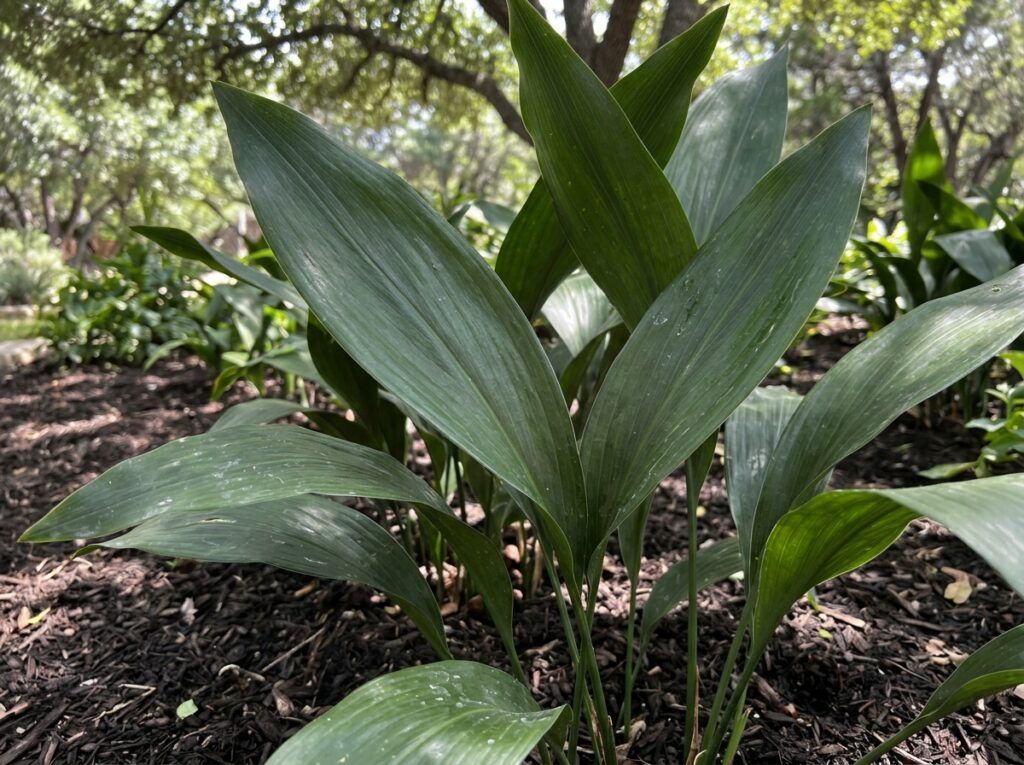 Cast Iron Plant perennial in a black nursery pot, with a dense clump of glossy, dark green upright leaves.