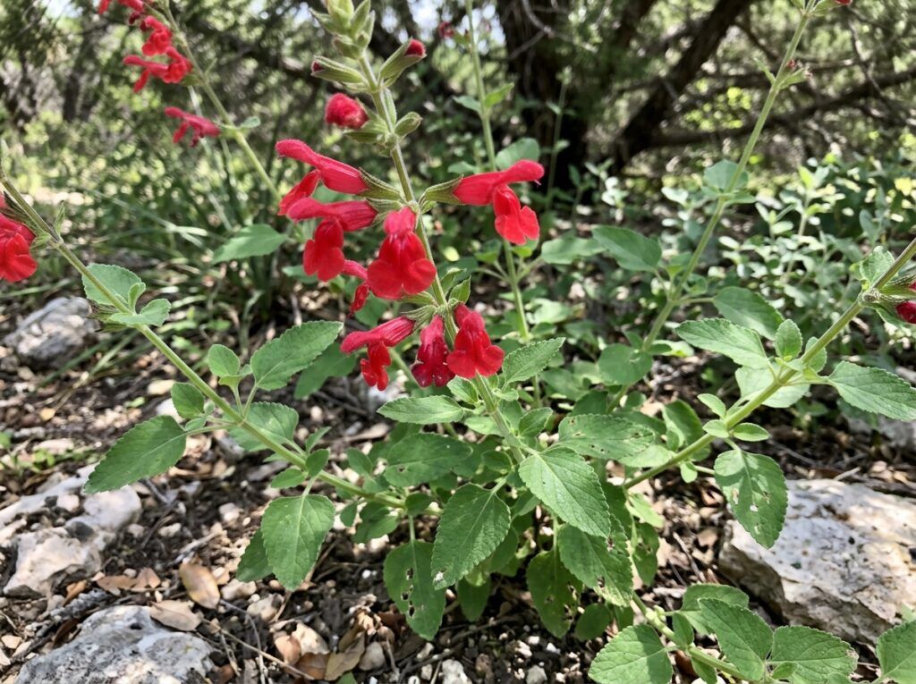 Cedar Sage perennial in a nursery pot with dense green foliage and small purple flower spikes.