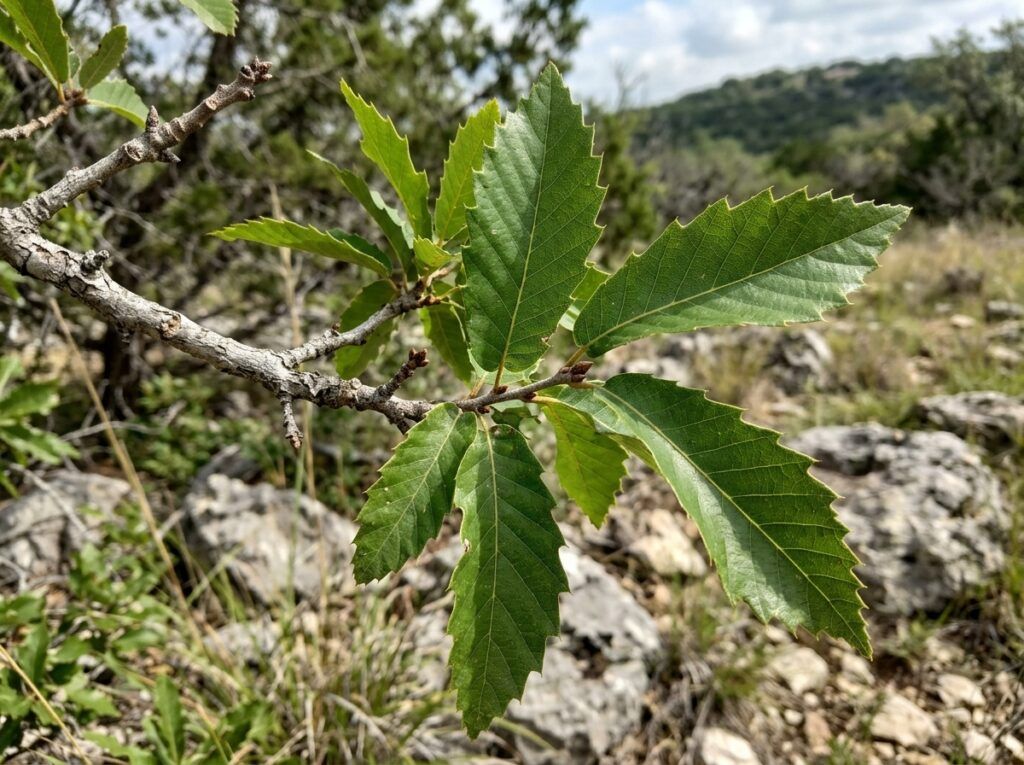 Chinquapin Oak tree with green lobed leaves on a single trunk against a light background.