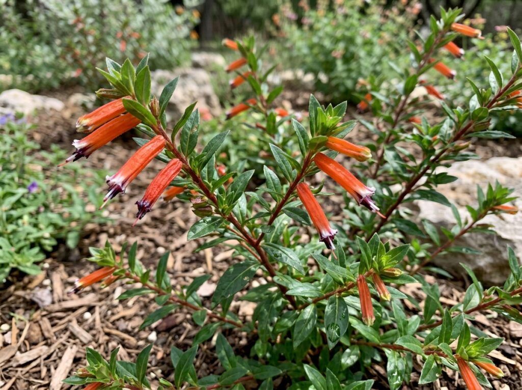 Cigar Plant with glossy green leaves and orange tubular flowers in a nursery pot.