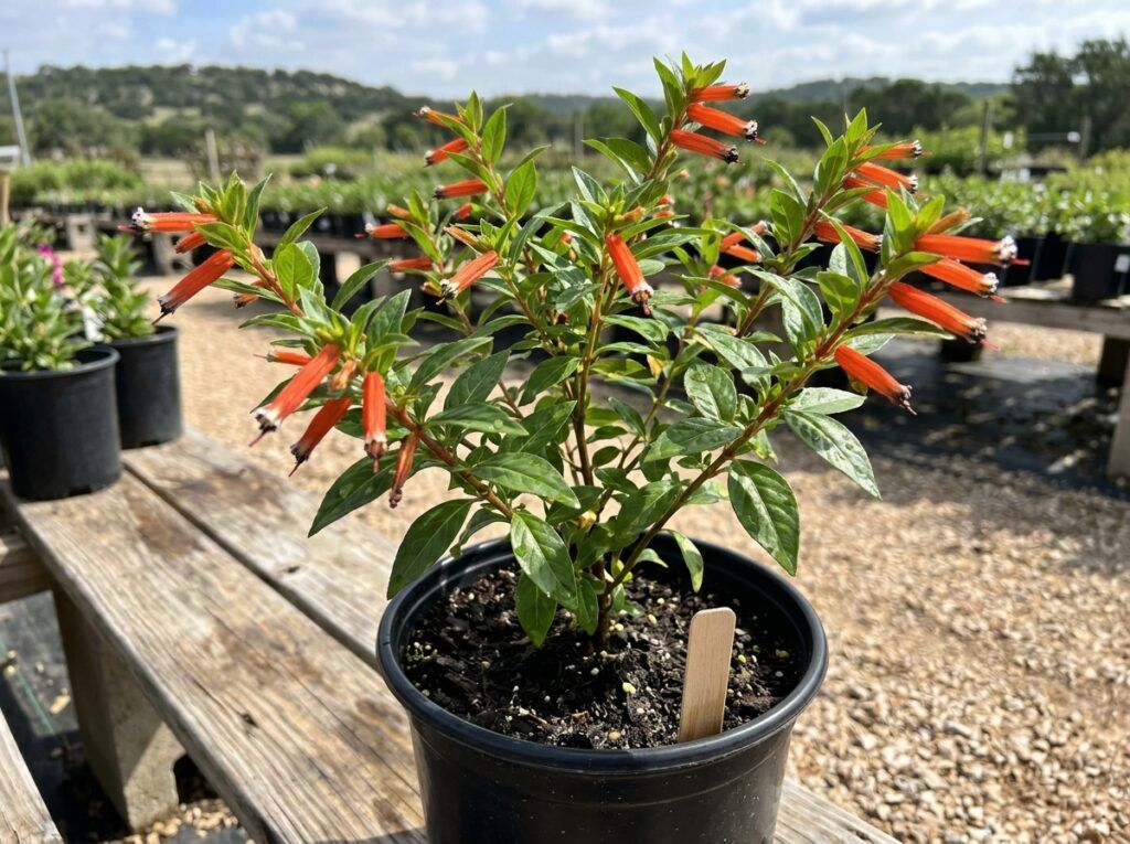 Cigar Plant perennial with orange tubular flowers and glossy green foliage in a garden pot.