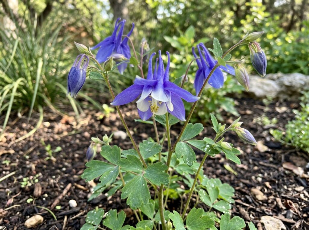 Colorado Blue Columbine perennial with delicate blue-and-white nodding flowers and ferny green foliage in bloom.