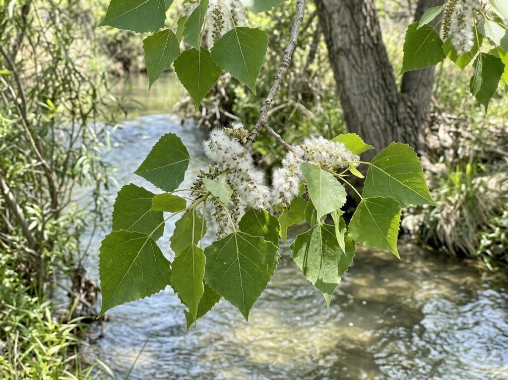 Cottonwood tree with bright green leaves growing in a black nursery pot against a clean white background.