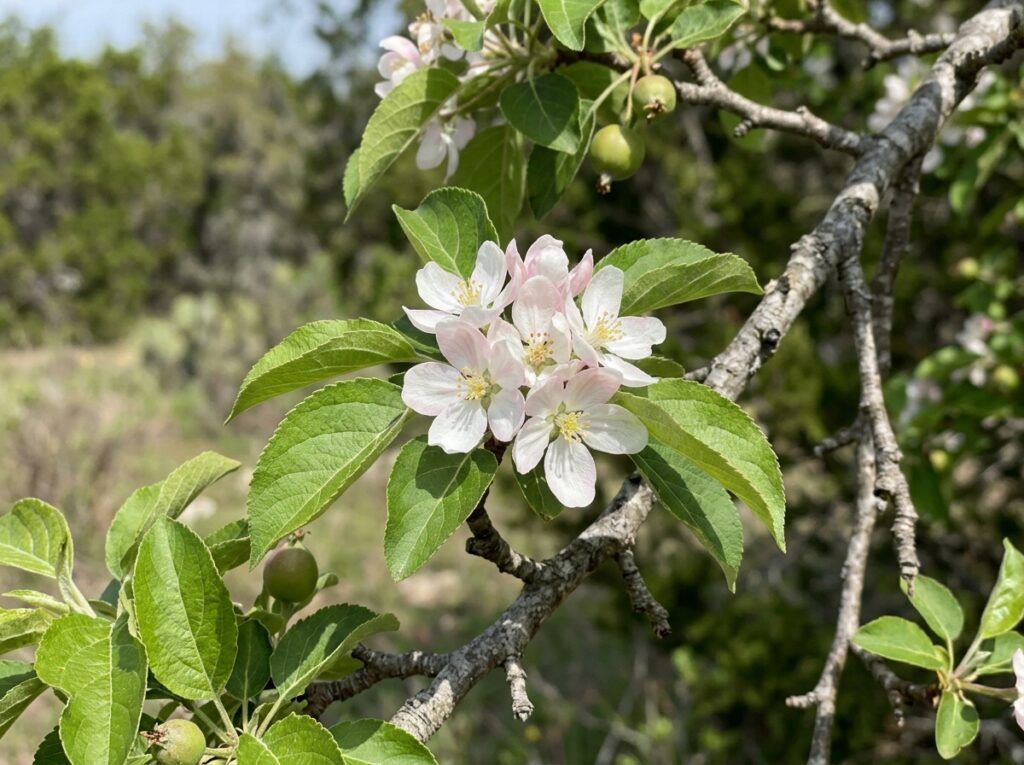 Crab Apple tree in a container with dense green foliage and clusters of pink-white spring blossoms.