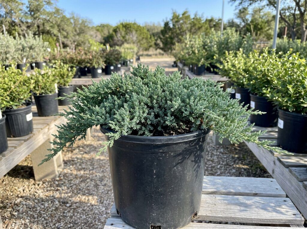 Creeping Juniper groundcover with dense, trailing blue-green foliage in a landscape bed.