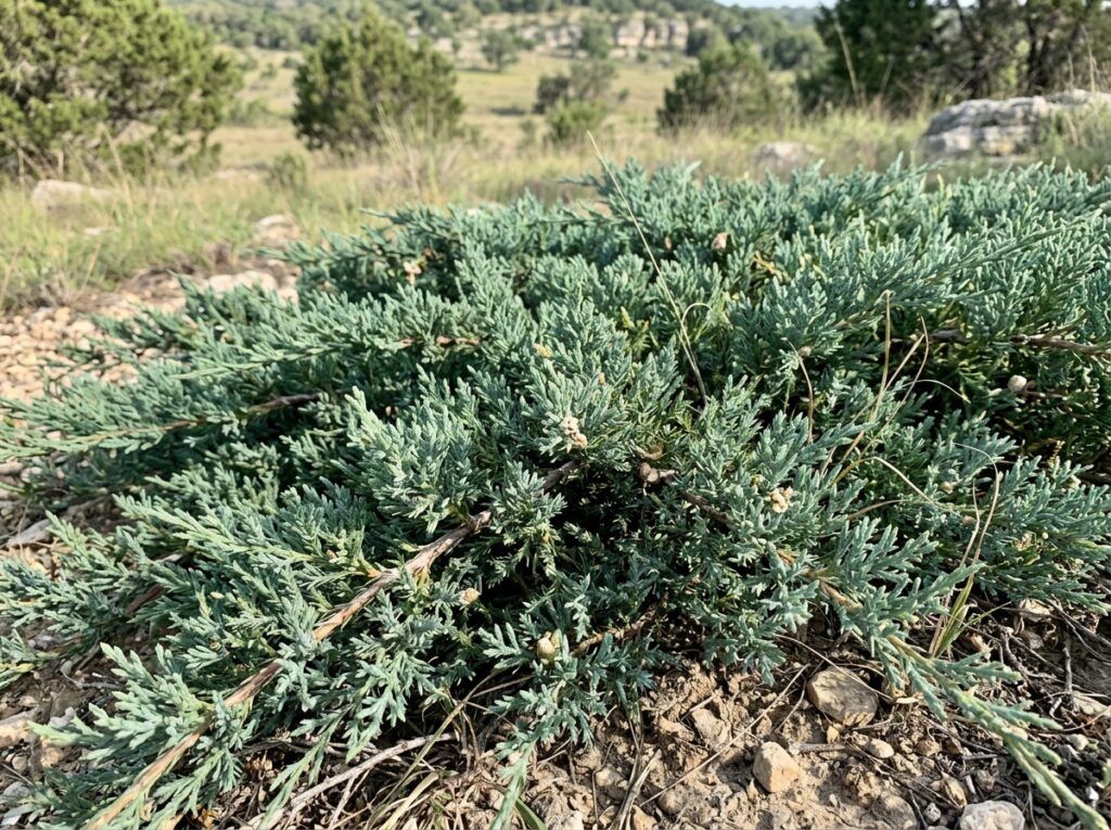 Creeping Juniper groundcover with dense, spreading blue-green evergreen foliage in a product photo.
