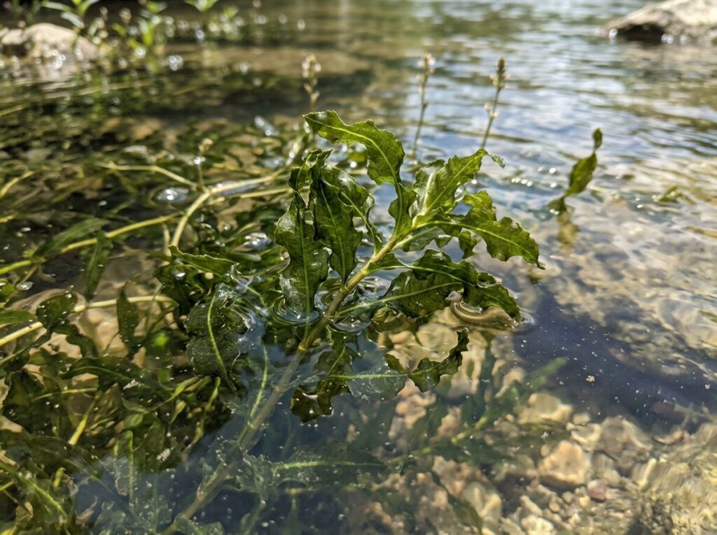 Curlyleaf Pondweed aquatic plant with curled green leaves floating in water.
