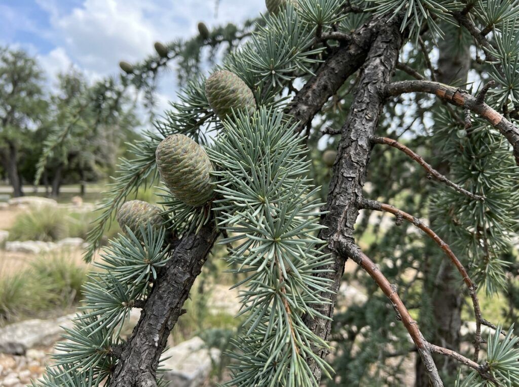 Deodar Cedar tree with dense, feathery blue-green needles in a black nursery container.