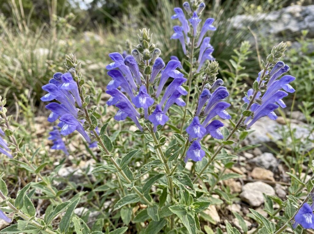 Drummond's Skullcap perennial in a black nursery pot with green foliage and small purple blooms.
