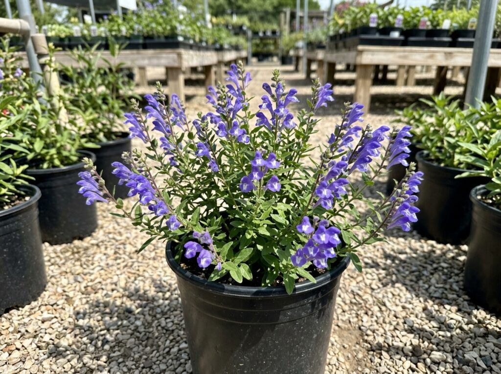 Drummond's Skullcap perennial with small purple blooms and green foliage in a nursery pot.