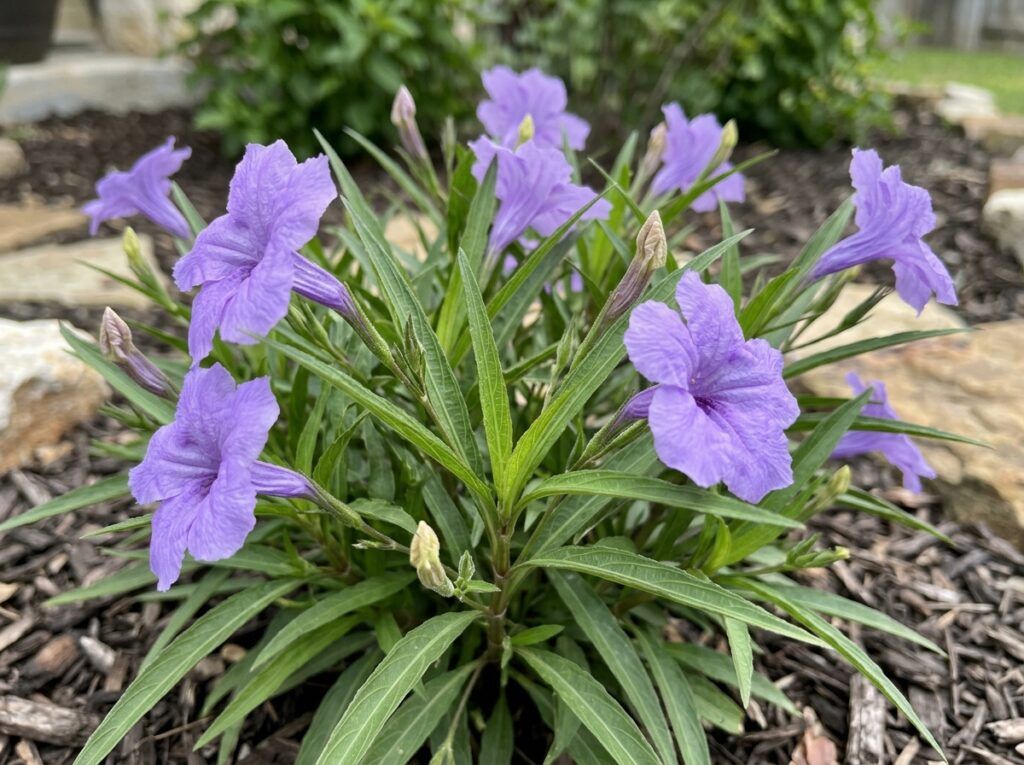 Dwarf Mexican Petunia perennial in a black nursery pot with green foliage and purple trumpet flowers.