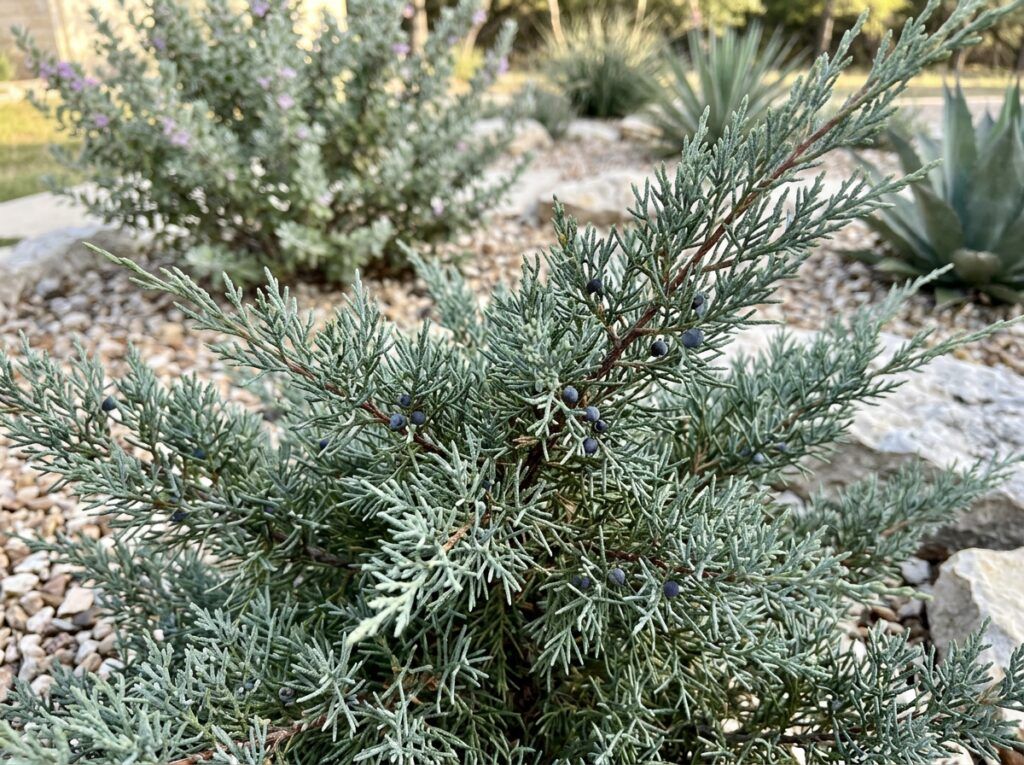 Eastern Red Cedar tree in a nursery container with dense green evergreen foliage.