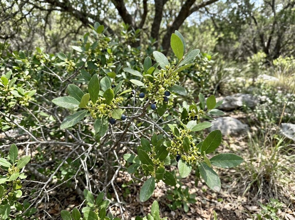 Elbow Bush shrub in a nursery pot, dense green foliage on branched stems.