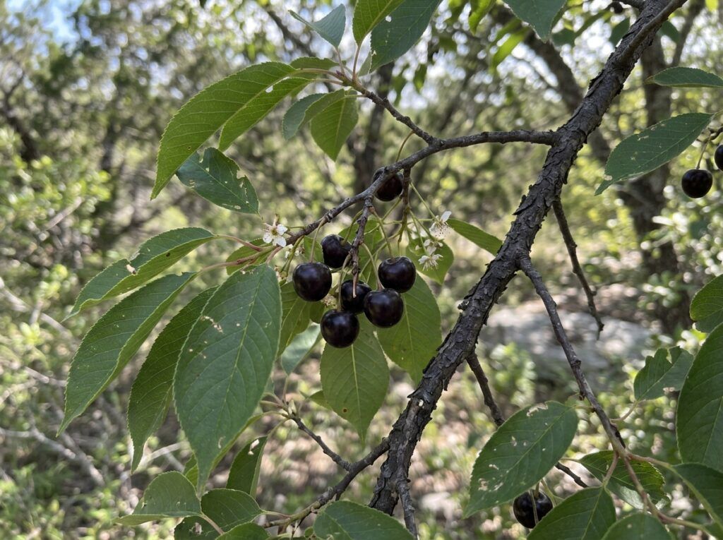 Escarpment Black Cherry tree in a black nursery pot with glossy green leaves.
