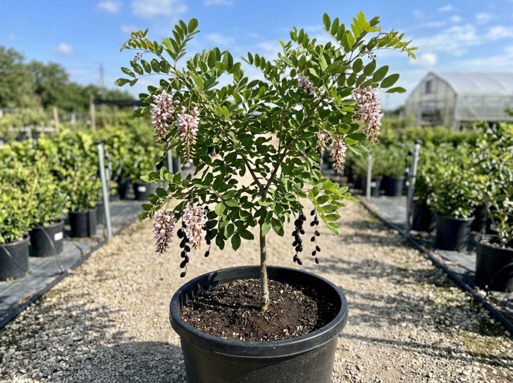 Eve's Necklace tree in a container with glossy green leaves and dangling beadlike seed pods.