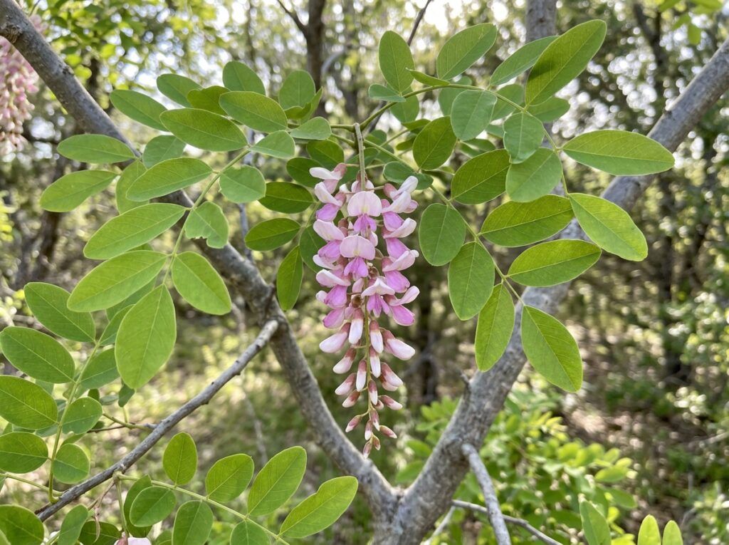 Eve's Necklace tree in a nursery container with a slender trunk and airy green compound leaves.