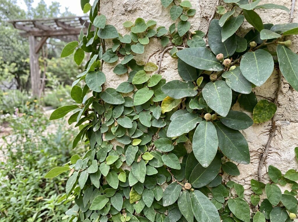 Fig Ivy groundcover in a black nursery pot, trailing green vines with small oval leaves.