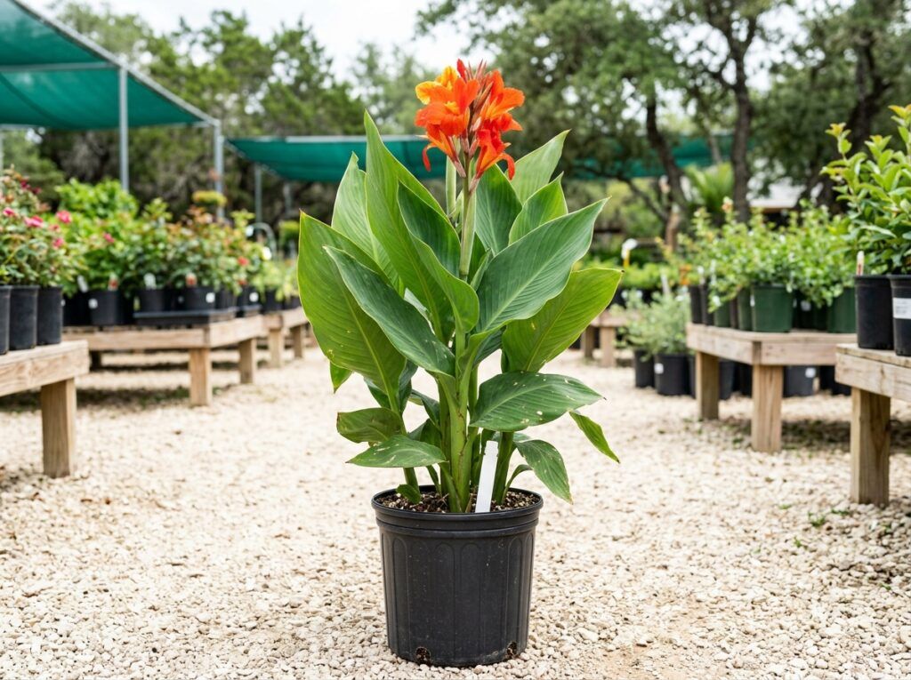 Garden Canna perennial with tall green leaves and red-orange blooms in a garden bed.