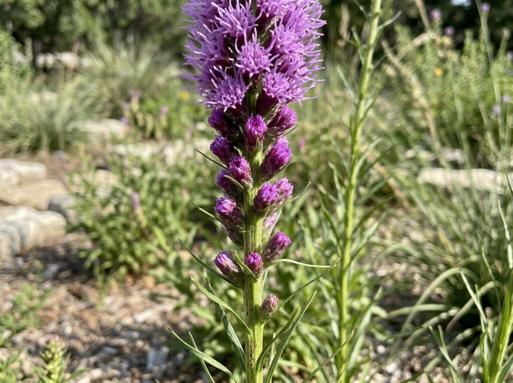 Gayfeather perennial in a nursery pot with tall purple flower spikes and narrow green foliage.