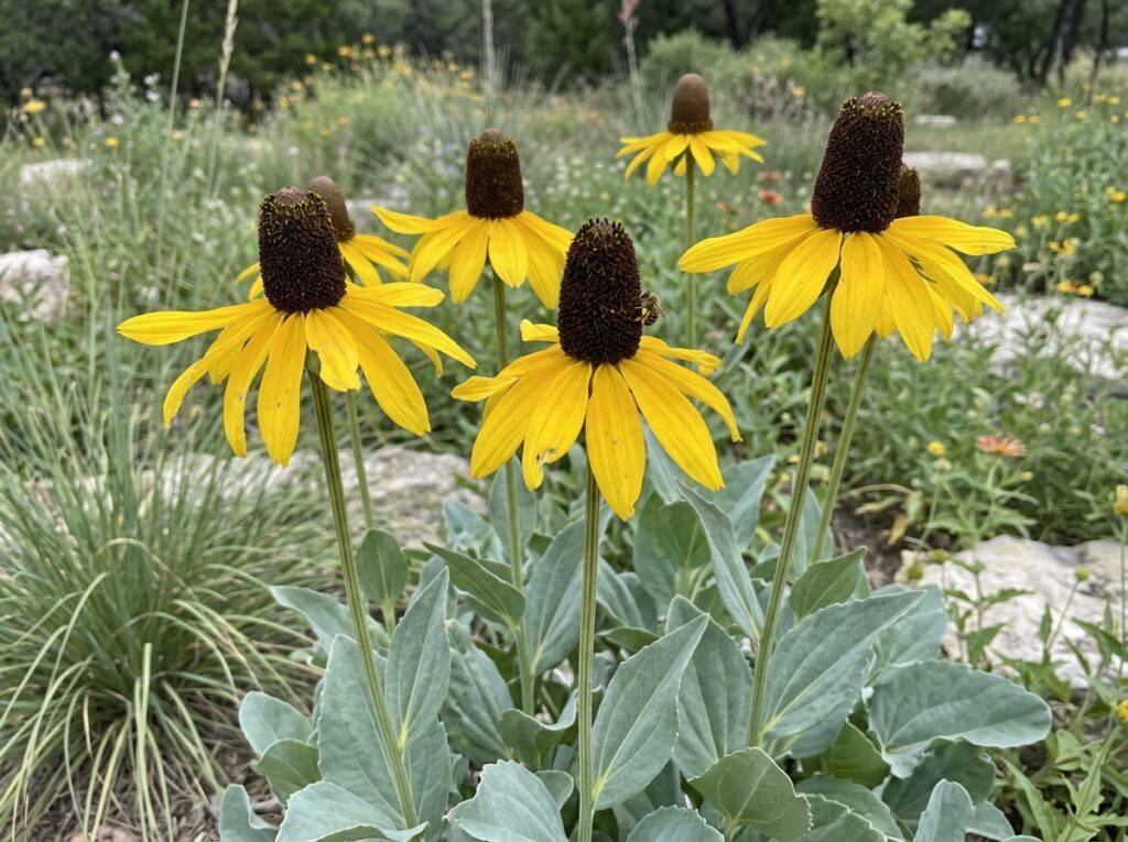 Giant Coneflower perennial with tall stems and drooping yellow petals around dark cones in bloom.