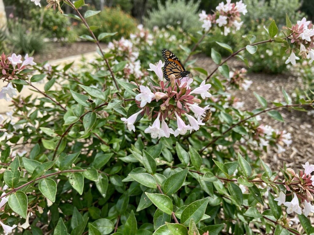 Glossy Abelia shrub in a nursery pot, dense arching branches with glossy green leaves and pinkish buds.