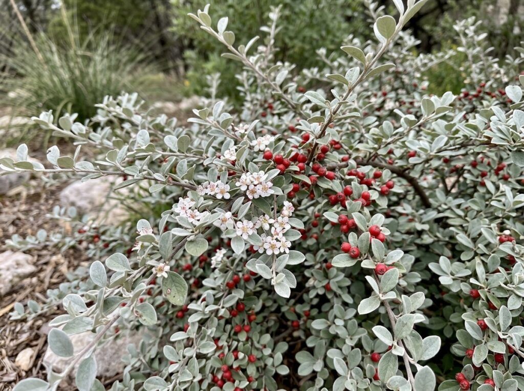 Grayleaf Cotoneaster shrub with arching branches and small gray-green leaves in a nursery pot.