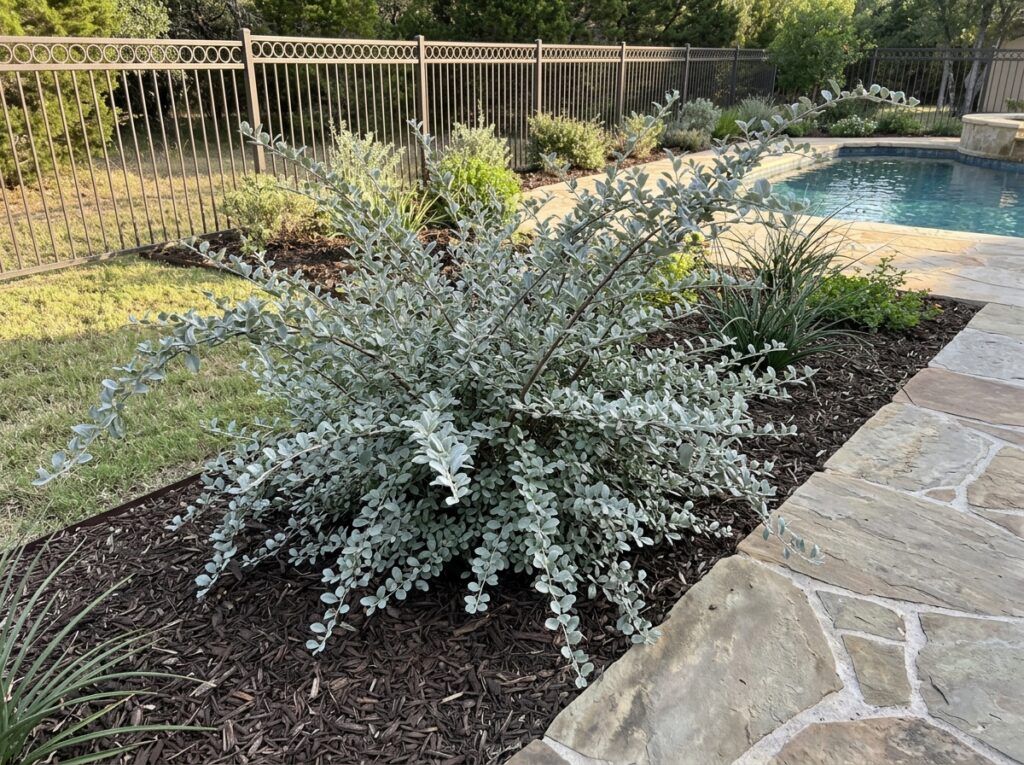 Grayleaf Cotoneaster shrub in a black nursery pot, showing dense gray-green foliage and branching stems.